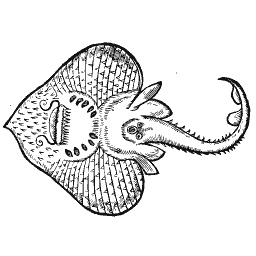 Ray 07