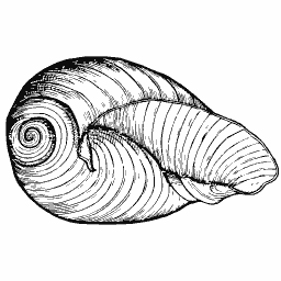 Coiled shell 10