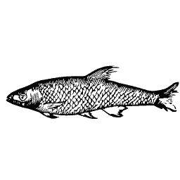 Scaled fish 30