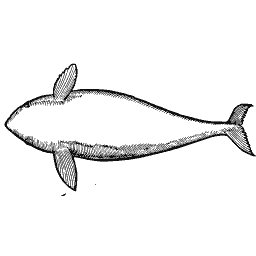 Whale 05