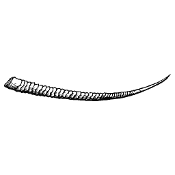 Spiral horn