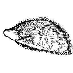 Hedgehog 02