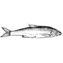 Slim fish 48