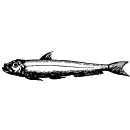 Slim fish 49