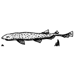 Slim fish 51