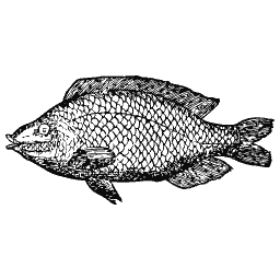 Scaled fish 31