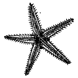 Starfish 07