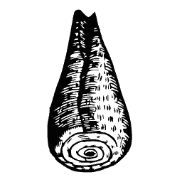 Ribbed shell 13