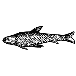 Scaled fish 34