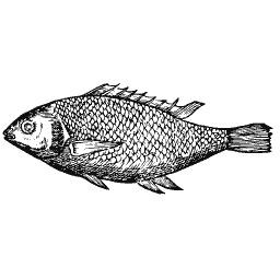 Scaled fish 36