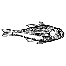 Slim fish 53