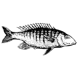 Long fish
