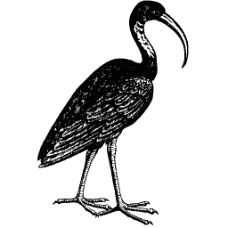 Ibis