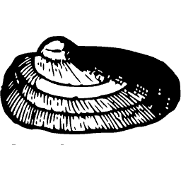 Coiled shell 01