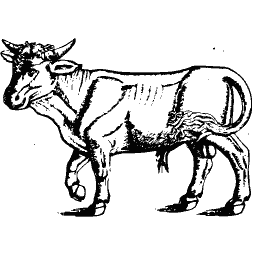 Bull 01
