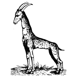 Long-horned goat