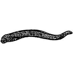 Eel 01