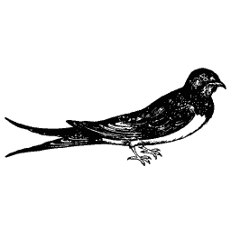 Swift in flight