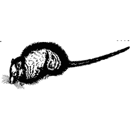 Long-tailed rodent 01