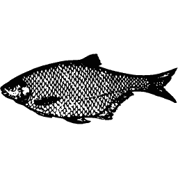 Roach 01