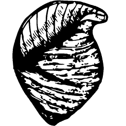 Ribbed shell 01