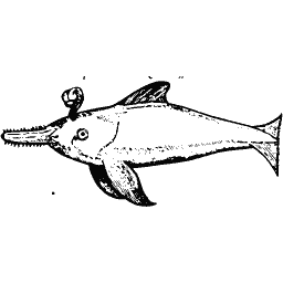 Dolphin 01