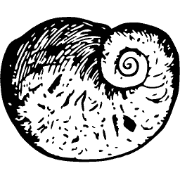 Nautilus shell 01