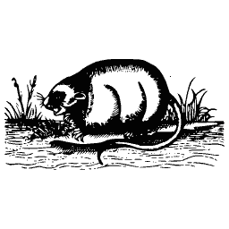 Armadillo 01