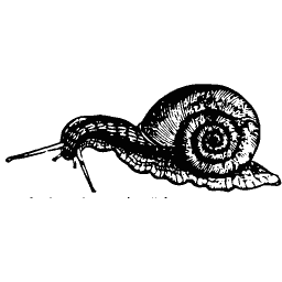 Snail 01
