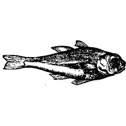 Cod