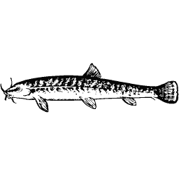 Pike 01