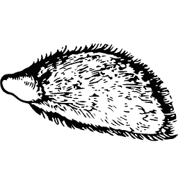 Hedgehog 01