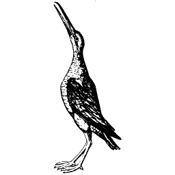 Long-necked bird