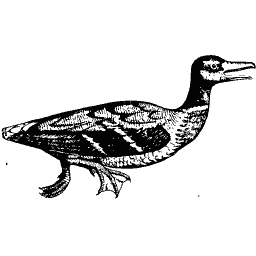 Long-necked water bird