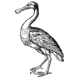 Standing spoonbill