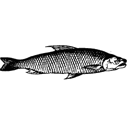 Roach 02