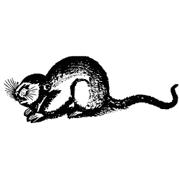 Long-tailed mouse 01