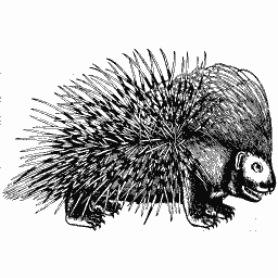 Porcupine 01