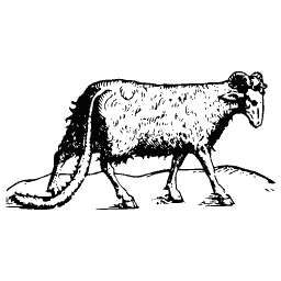 Fat-tailed sheep
