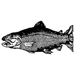 Dark fish 01