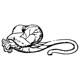 Long-tailed rodent 02