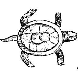 Tortoise