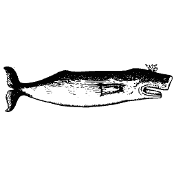 Whale 03