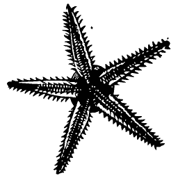 Starfish 02