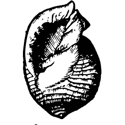 Ribbed shell 03