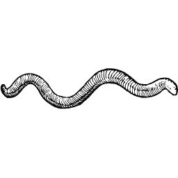 Eel 02