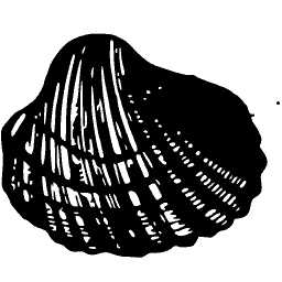Ribbed shell 04