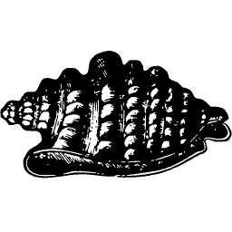 Ribbed shell 06