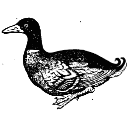Duck 04