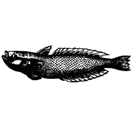 Dark fish 02